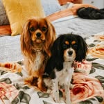 Henry Poptart & Hadley Strudel - @henryandhadley - Instagram