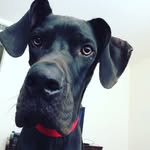 Henry Dog Handy - @henry_dog_handy - Instagram