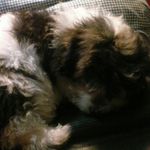 Henry Haney - @henry_pup_haney - Instagram