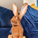 Henry The Hare - @hennersthehare - Instagram
