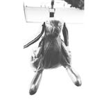 Henry The Hare - @henrythehare - Instagram