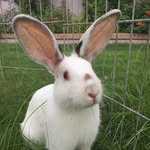 Henry the Hare - @henry_cottontail - Instagram