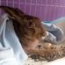 Henryk Zając - Henry the hare - Facebook