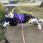 Henry - @henrytheharnesscat - Instagram