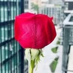 Henry Hartmann - @henry97785 - Instagram