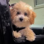 Henry Hartmann - @henry.thepoochon - Instagram