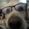 Henry Hawk - @henryhawk1 - TikTok