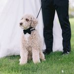 Henry (Hendricks 🍸) - @sir_henry_the_labradoodle - Instagram