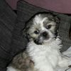 Henry  - @henryherbsthundcool - TikTok