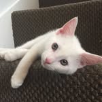 Henry Hercules - @henryplusfrank - Instagram
