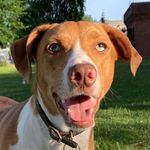 Henry Hermann Oswald The Firth - @henry.the.catahoula - Instagram