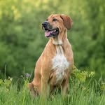 Henry the Coonhound Mix - @henryheroldthehound - Instagram