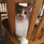 Henry Clay Herron - @henryclaycat - Instagram