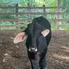 henry hidalgo - @henry.hidalgo86 - TikTok