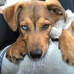 Henry Hinman - @adventuresofhenryhinman - Instagram