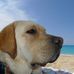 Henry Hirschmann - Facebook