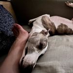 Henry Hoffman - @hoffmanthedog - Instagram