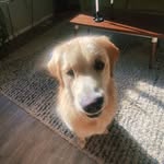 Henry Hofmann - @henrythegolden.hofmann - Instagram