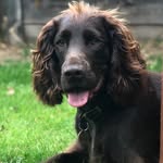 Henry Hogg - @henner_the_spaniel - Instagram