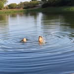HenryHoggSpamz - @henryhoggspamz - Instagram