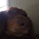 Henry Corneilus Holbert - @henrythedaschund22 - Instagram