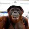 HenryOnHoliday - @vlogzwithai - TikTok