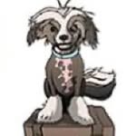 Henry’s Dog-Friendly Holidays - @henrysdogfriendlyholidays - Instagram