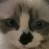 henryholley13 - @henryhollley - TikTok