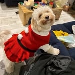 Luna Lou (Liverpool Cavapoo) - @luna_henry_holman_woods - Instagram