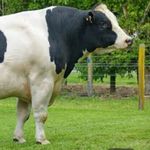 Henry Holstein - @henrytheholstien - Instagram