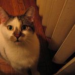 Henry Holstein - Facebook