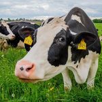 Henry The Holstein - @henrieta_the_friendly_holstein - Instagram