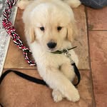 Henry Hoot the Golden - @henryhootthegolden - Instagram