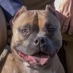 Henry, Hope & Gunner - @two.pits.and.a.lab - Instagram