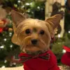 henryhopper - @henrytheyorkie1 - TikTok