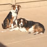 Hopper & Henry Vito - @hopperandhenry - Instagram