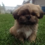 Henry Houck - @henrytheshitzuhouck - Instagram