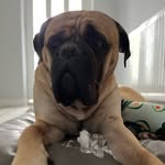 henryhulstonbullmastiff - @henrybullmastiff - Instagram