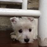 Henry Francis & Hutton - @dailyhenryorhattie - Instagram