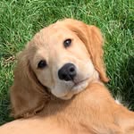 Henry Ingram - @henryingram2010 - Instagram