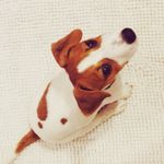 Джек Рассел терьер - @henry__jack_russell_terrier - Instagram