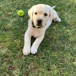 Henry Jorgensen - @henry_the_lab2021 - Instagram