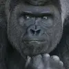 PuliverQrips - @henrykimball0 - TikTok