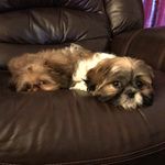 Henry Knox - @henryandpenelope_theshihtzus - Instagram