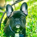 Henry Knox Elliott - @henryknox_frenchie - Instagram