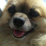 @henryknox - Instagram