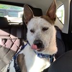 Knox - @knox_henry_ - Instagram