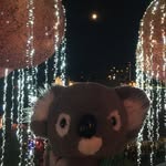 Henry Koala - @koalahenry - Instagram