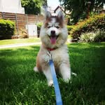 Henry Koaz - @henry_koaz - Instagram