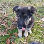 Koa Henry - @koahenryshepherd - Instagram